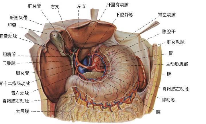 盆腔炎结构图