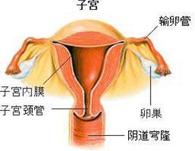 输卵管不孕
